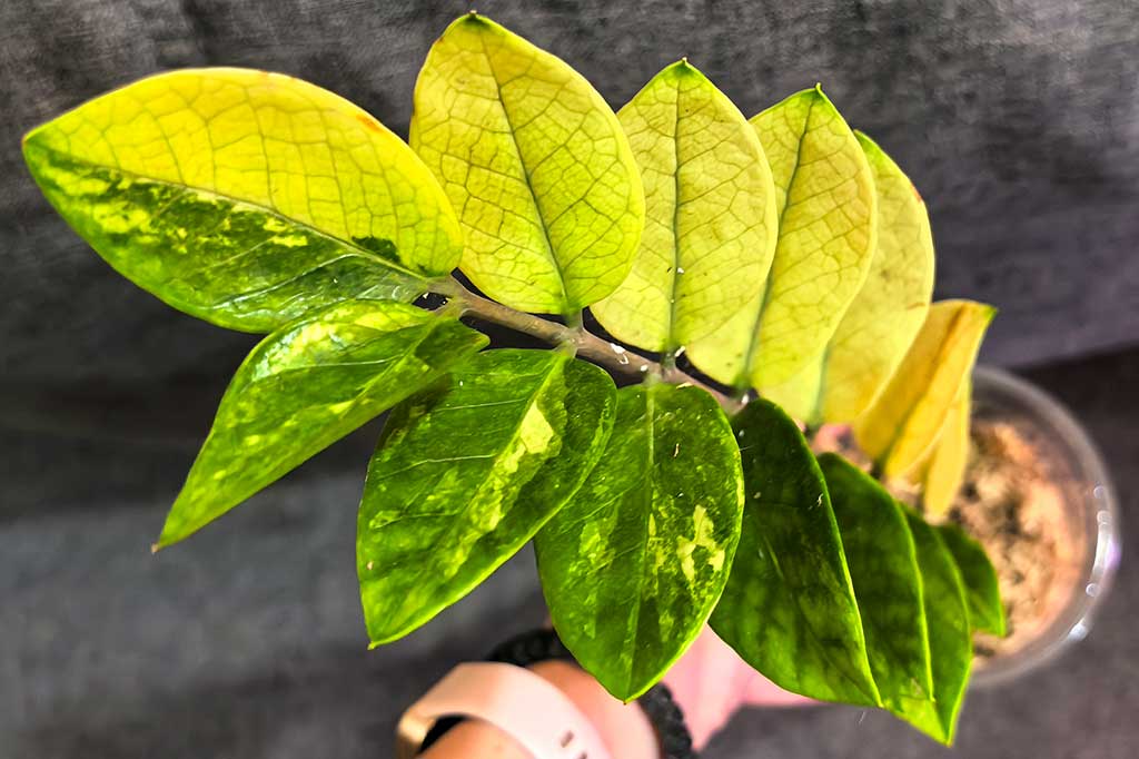 Zamioculcas Akebono Variegata