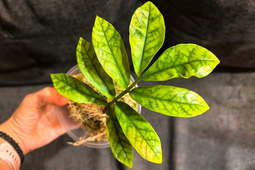 Zamioculcas Long Leaf Akebono / Long Leaf Emerald Green