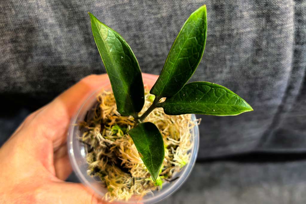 Zamioculcas Meduza