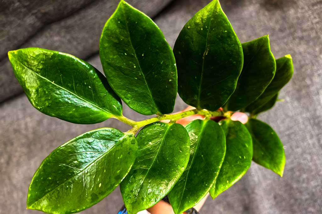 Zamioculcas Mozambique