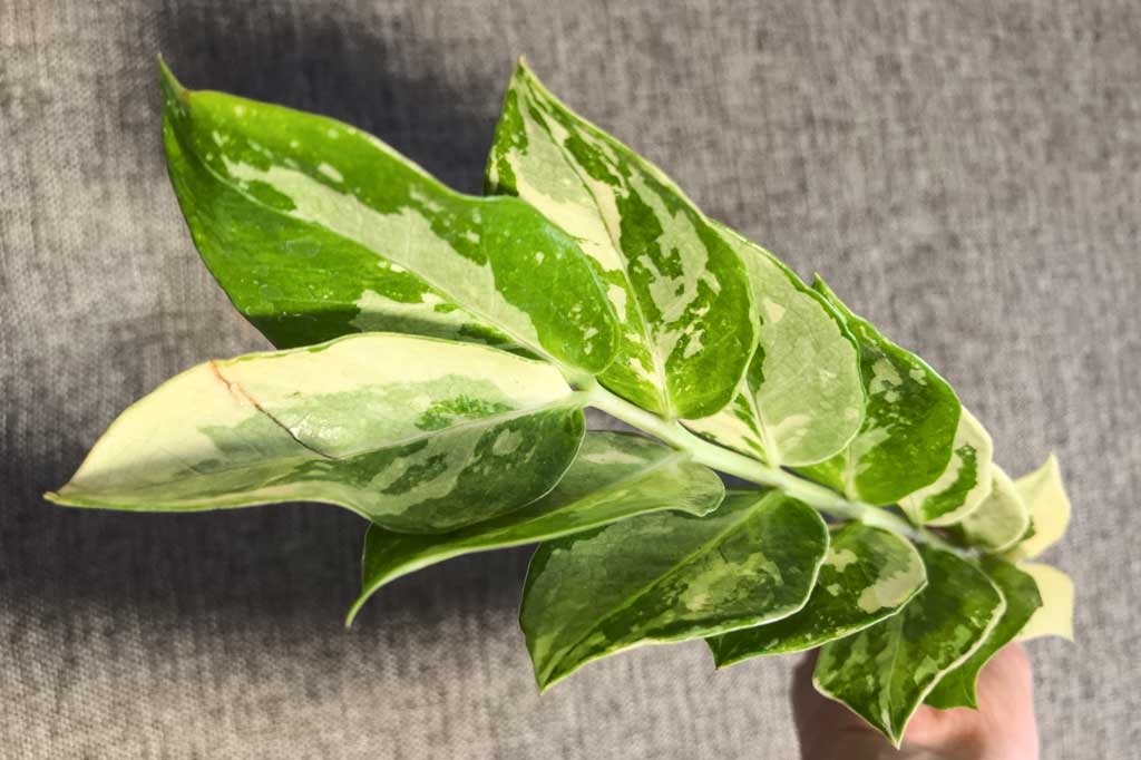 Zamioculcas Queen/Emarald White