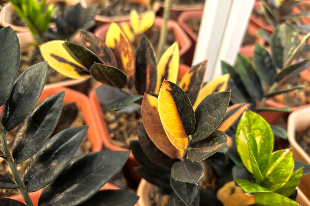 Вариегатные замиокулькасы