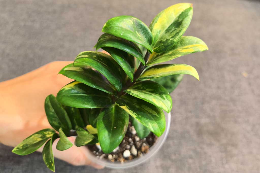 Zamioculcas Dwarf Variegata