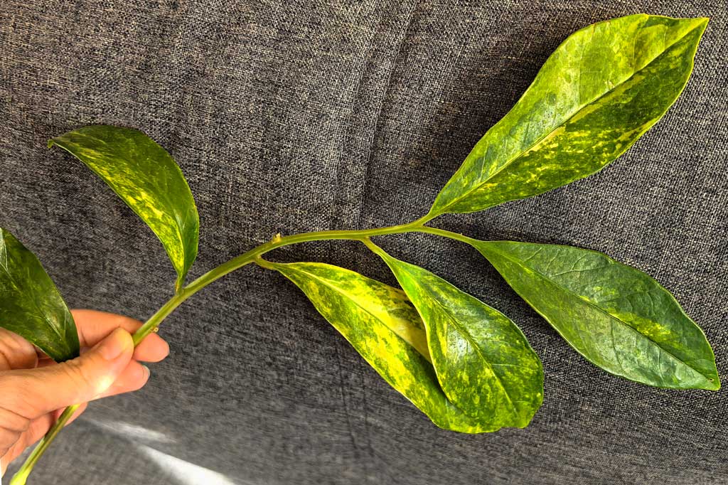 Zamioculcas Long Leaf Variegata