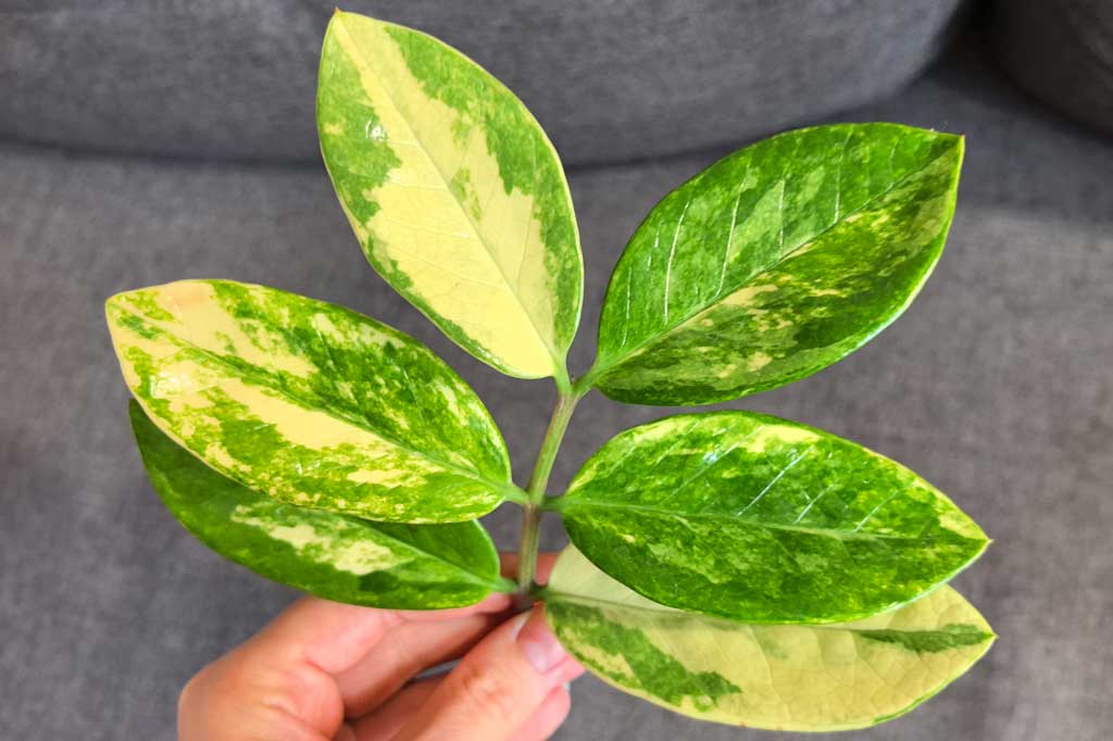 Zamioculcas Short Leaf Variegata